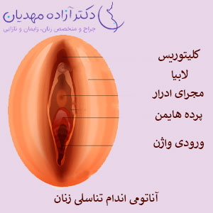 آناتومی اندام تناسلی زنان و دختران